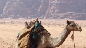 Inedit! Sute de cămile s-au aliniat în cadrul unui concurs vechi din Iordania