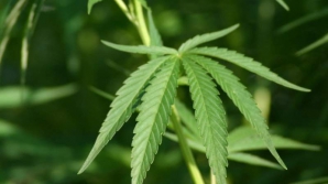 Un laborator de creştere a plantelor de marijuana, descoperit în gospodăria unui bărbat (VIDEO)