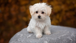 Filipinezii și-au adus animalele pentru binecuvântare. Evenimentul are loc înaintea unei sărbători catolice