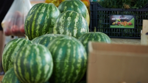 SFATURI PREŢIOASE oferite de cunoscători: Cum să alegem corect un pepene verde copt