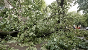 Copaci doborâți și morminte surpate. Ploile de ieri au făcut ravagii în mai multe localități