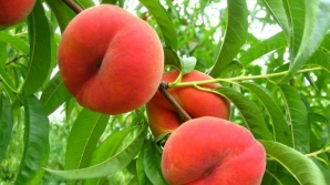 Piersici "exotici", crescuţi pe pământ moldovenesc.  Afacerea dulce a unui bărbat din Anenii Noi