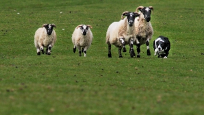 Le-a stresat prea mult! Un câine a ajuns pe banca acuzaţilor, fiind învinuind de moartea a 12 mioare