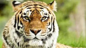 Imagini ce vă pot afecta emoțional! Două femei au fost atacate de tigri într-un safari (VIDEO)