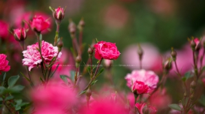 PROGNOZELE SINOPTICIENILOR. Cum va fi vremea în a doua zi a weekendului