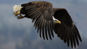 IMAGINI ŞOCANTE! Un vultur încearcă să zboare cu un copil în gheare. Martorii, ÎNGROZIŢI