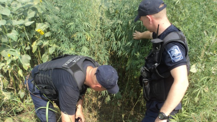 Hectare întregi de marijuana! Descoperirea de proporţii a poliţiştilor de frontieră (FOTO)