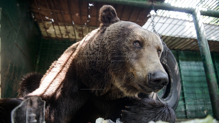 Baloo din România. Ursul care este "cetăţean de onoare" din Straja (VIDEO)