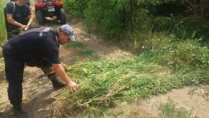 Hectare întregi de marijuana! Descoperirea de proporţii a poliţiştilor de frontieră (FOTO)