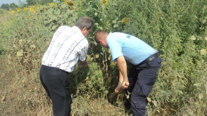 Hectare întregi de marijuana! Descoperirea de proporţii a poliţiştilor de frontieră (FOTO)