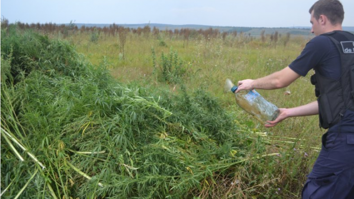 Hectare întregi de marijuana! Descoperirea de proporţii a poliţiştilor de frontieră (FOTO)