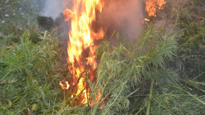 Hectare întregi de marijuana! Descoperirea de proporţii a poliţiştilor de frontieră (FOTO)