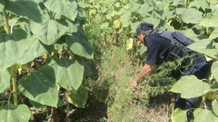 Hectare întregi de marijuana! Descoperirea de proporţii a poliţiştilor de frontieră (FOTO)