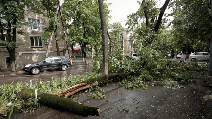 Au tras o sperietură zdravănă. Un copac a căzut peste un bloc de locuit la Telecentru 