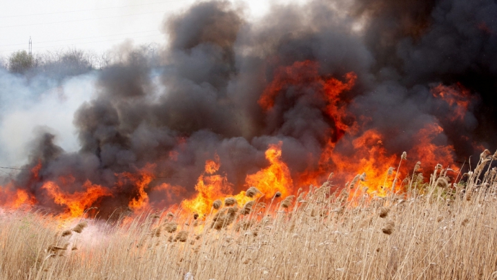 Incendiu de vegetaţie la Cahul! Sfaturile pompierilor pe timp de caniculă (VIDEO)