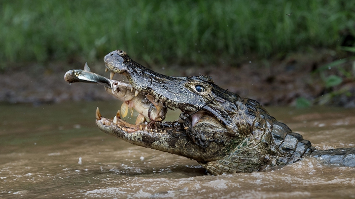 National Geographic a publicat o colecţie cu cele mai SPECTACULOASE FOTOGRAFII ale anului 2016