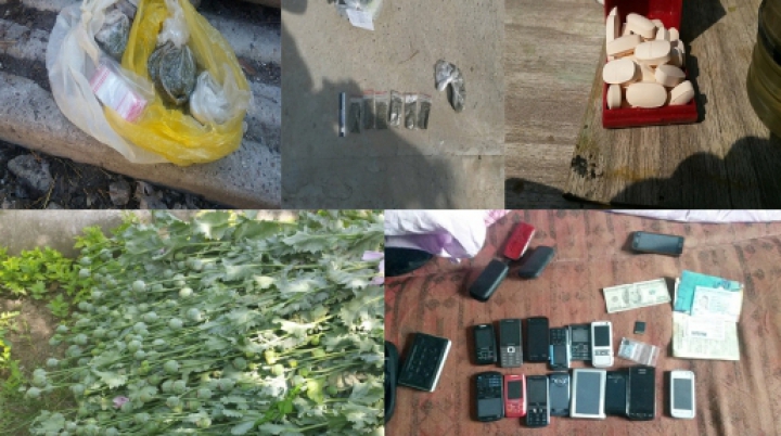 Verificări minuţioase în sudul ţării. Sute de plante de mac și cannabis, depistate de poliţişti (VIDEO)