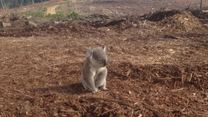 ALARMANT! Sute de specii de animale au DISPĂRUT în ultimii 500 de ani din cauza oamenilor