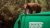 Întâmplare AMUZANTĂ! Un urs s-a plimbat pe o maşină de gunoi (VIDEO/FOTO)