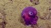 Nu e o jucărie, ci o caracatiță pitică! Imaginile cu adorabilul animăluț au devenit virale (VIDEO)