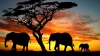 Date ÎNGRIJORĂTOARE! Elefanții, PE CALE DE DISPARIŢIE din savana africană