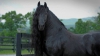 Cum arată Frederik The Great, cel mai frumos cal din lume (FOTO)