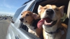 PUŞI PE ŞOTII! Doi câini au furat o maşină. Unde au ajuns patrupezii (VIDEO)