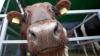 Bucurie mare pentru familia cu opt copii din Dâşcova: au primit în dar o vacă