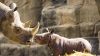 Veterinarii au salvat un pui de rinocer făcându-i masaj cardiac și insuflându-i aer (VIDEO)