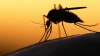 STUDIU: Zika s-ar putea trage din epidemia de febră galbenă din 1947