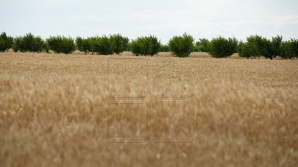 Prognozele BNM: Anul agricol bun va influenţa pozitiv preţurile