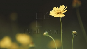 Cum ne surprinde vremea în următoarele zile şi câte grade vom avea în termometre