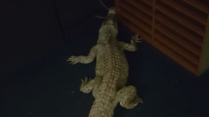 AU ARUNCAT CU CROCODILI VII într-o școală! Spaima prin care au trecut mai mulți elevi (VIDEO)