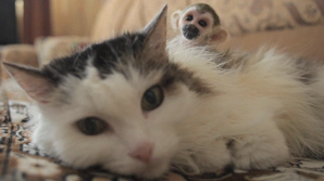 O pisică a adoptat un pui de maimuță după ce mama acestuia l-a abandonat (FOTO)