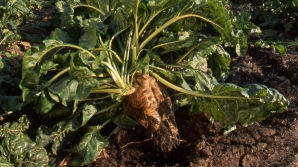 PROGNOZE privind recolta de sfeclă de zahăr. Ce spun specialiştii 