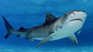 IMPRESIONANT! Un rechin a făcut un adevărat spectacol în apă (VIDEO)