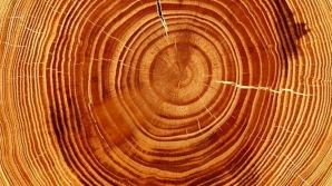 Inelele copacilor ascund secrete FASCINANTE. Ce informaţii preţioase ar putea ele releva