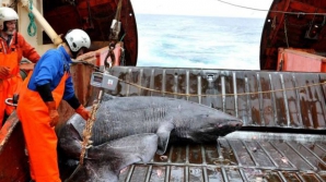 Creatura care i-a uimit pe biologi: trăieşte peste 400 de ani şi atinge maturitatea sexuală după 150 de ani