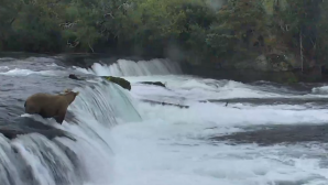 Dragostea de mamă nu are margini! O ursoaică şi-a salvat puii de la moarte (VIDEO)