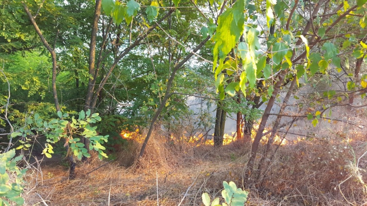 Circa 20 de hectare de vegetaţie AU ARS în urma unui incendiu lângă Vadul lui Vodă (FOTO/VIDEO)