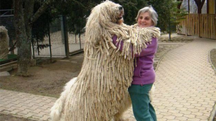 Ziua Internaţională a Câinelui. Imagini EMOȚIONANTE care redau legătura dintre om şi prietenul său patruped (FOTO)