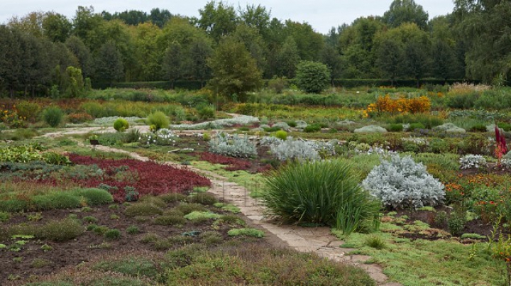 Seceta usucă plantele din Grădina Botanică