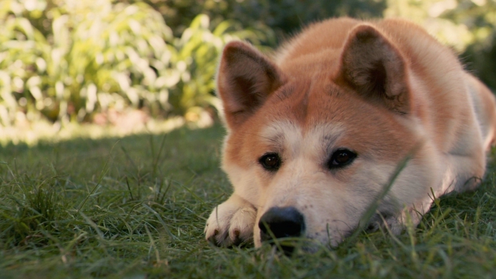 Hachiko în variantă modernă! Un maidanez s-a ataşat de o stewardesă şi a aşteptat-o luni întregi (FOTO)