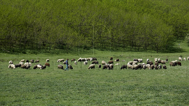 Sfârșit dramatic pentru un păstor care a încercat să postească timp de 40 de zile  