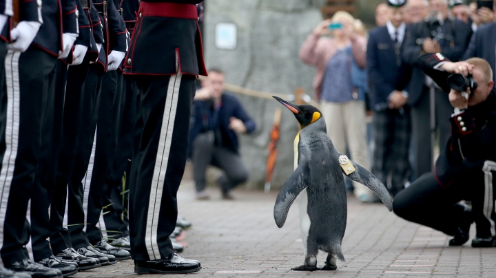 Un pinguin din Scoția a fost DECORAT în cadrul unei ceremonii militare