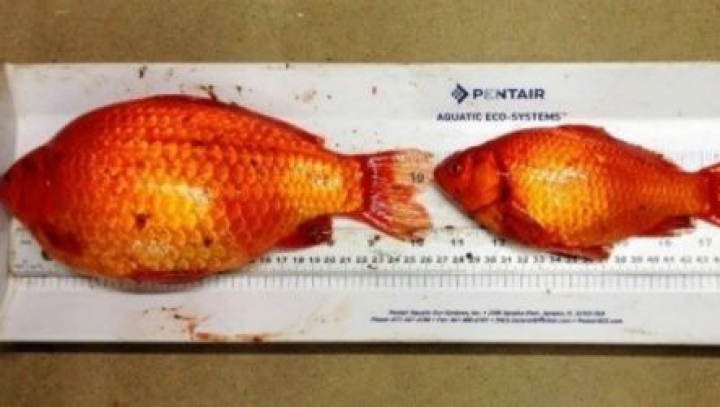 "Se transformă într-un monstru"! Ce se întâmplă cu acest peştişor când este aruncat într-un lac (FOTO)