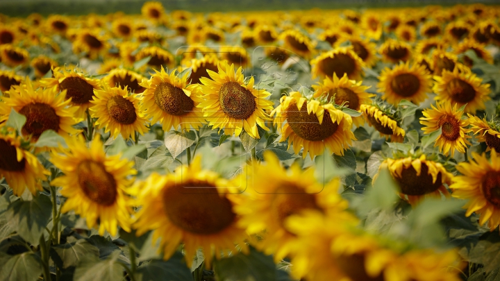 Cer senin şi mult soare. Prognozele sinopticienilor pentru primul weekend al lunii august