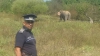 Misiune NEOBIŞNUITĂ! Poliţiştii români, pe urmele unui elefant fugar (VIDEO)