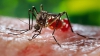 VIRUSUL ZIKA. Singapore a înregistrat 27 de noi cazuri de infecţie