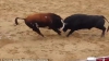ŞOCANT! Doi tauri au murit pe loc după ce s-au lovit cap în cap în timpul unei lupte (VIDEO)